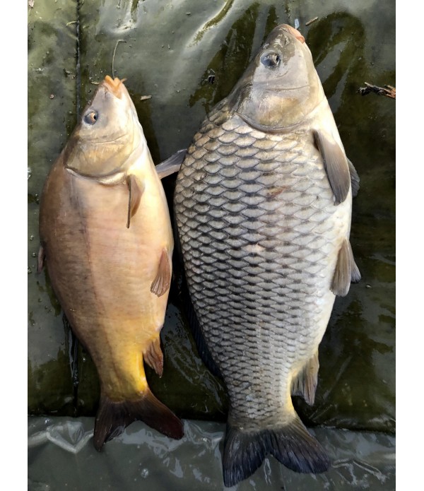 FOX ODPENJALNA BLAZINA SPECIALIST COMPACT